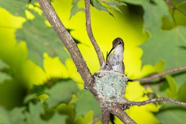 Ruby-throated Hummingbird female feeding young at nest-Marion County-Illinois